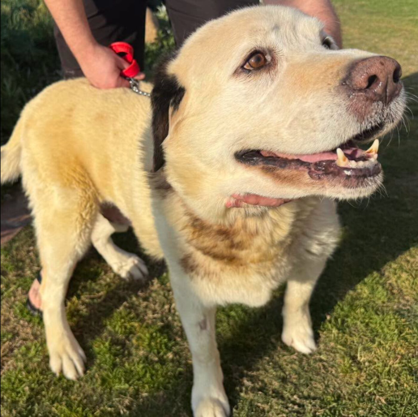 Happy dog patient