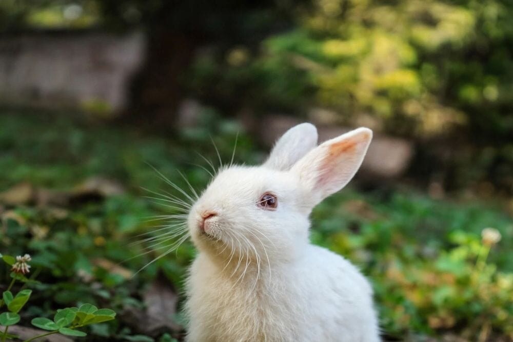 Rabbit