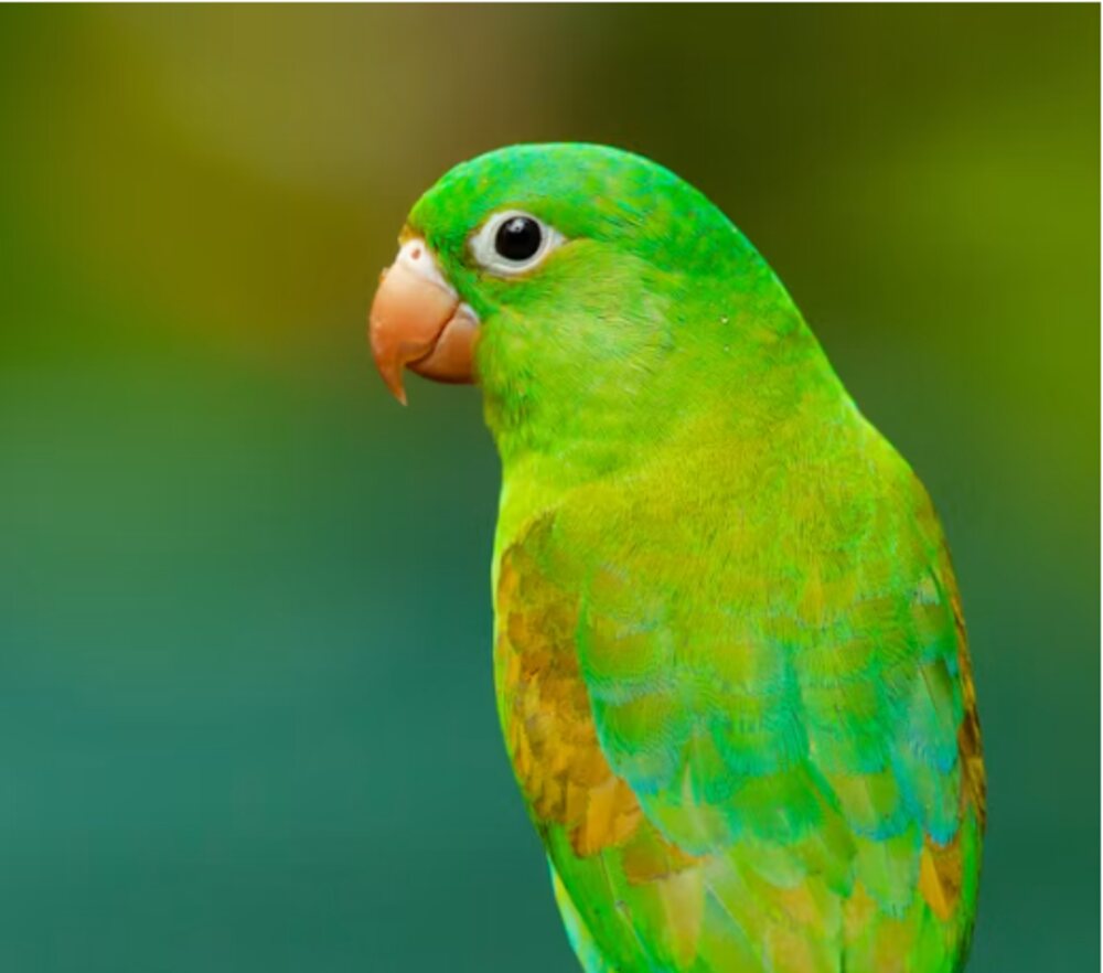 Parrot