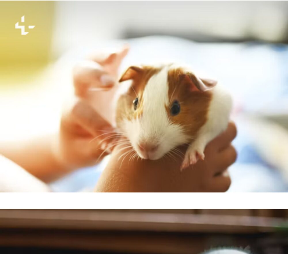 Guinea pig