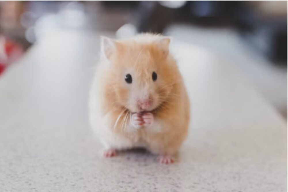 Hamster