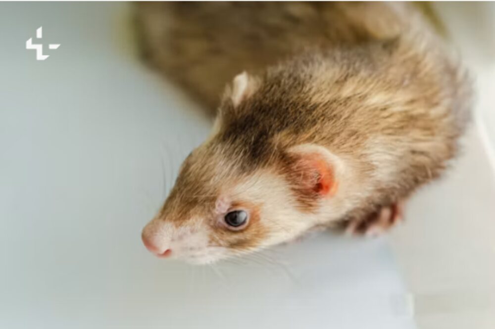 Ferret